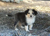 Franny, a female Australian Shepherd for sale in Acton, CA – 2 of 3