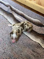 Harlow, a male Australian Shepherd for sale in Acton, CA – 2 of 2