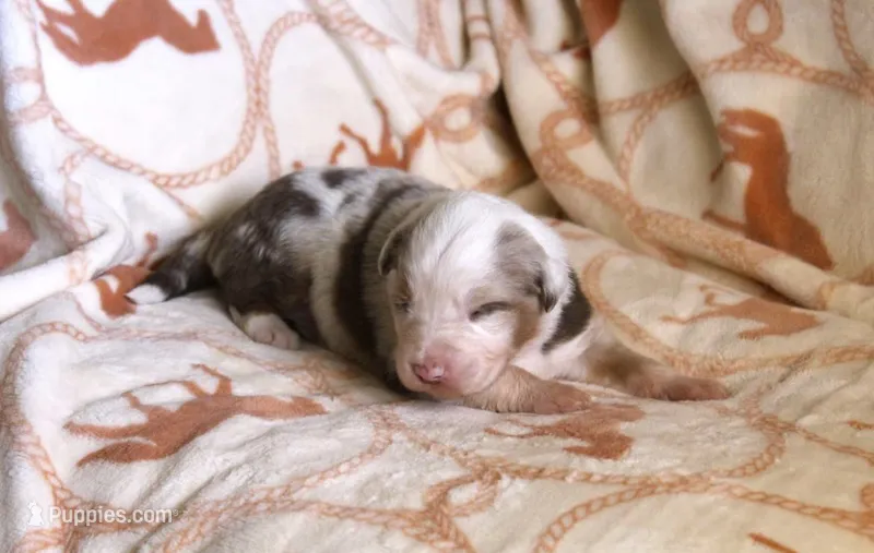 Chesney – Australian Shepherd puppy for sale in Acton, CA
