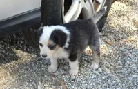 Franny, a female Australian Shepherd for sale in Acton, CA – 3 of 3