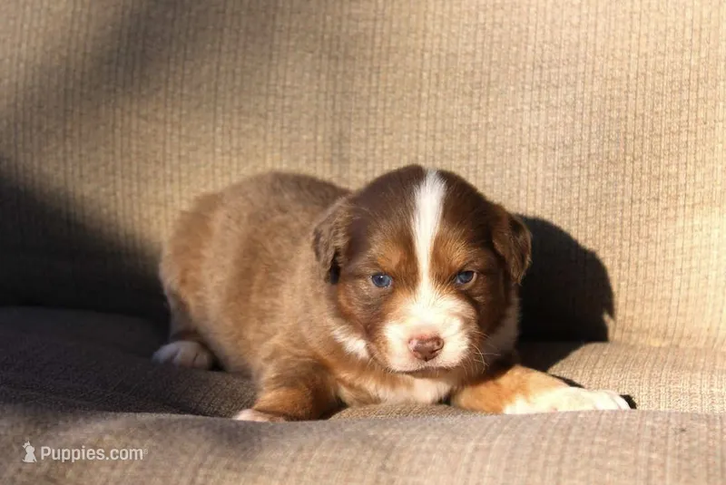 Ella  – Australian Shepherd puppy for sale in Acton, CA