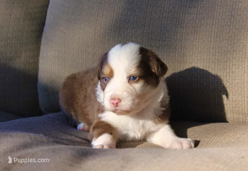 Gunner – Australian Shepherd puppy for sale in Acton, CA
