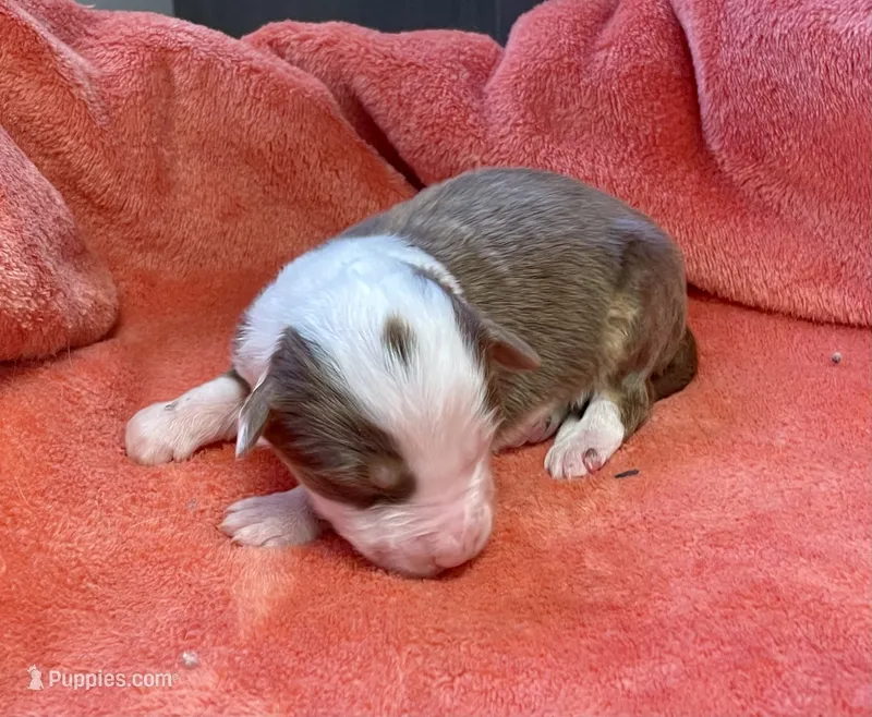 Gunner – Australian Shepherd puppy for sale in Acton, CA