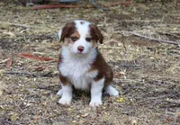 Gunner, a male Australian Shepherd for sale in Acton, CA – 2 of 2