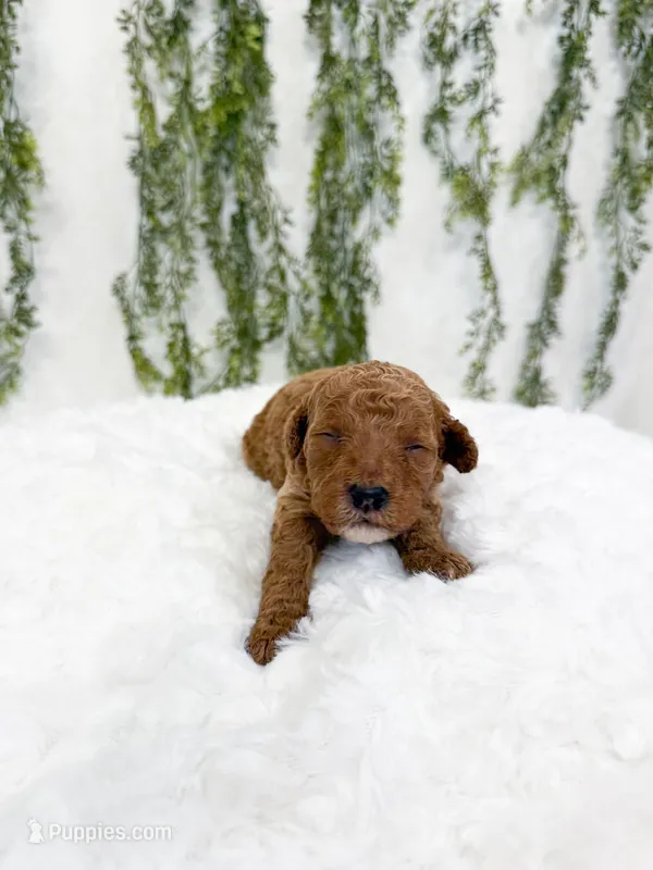 Strawberry – Poodle - Miniature , Miniature Goldendoodle puppy for sale in Mobile, AL