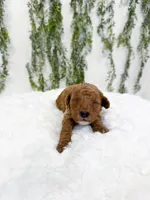 Strawberry, a female Poodle - Miniature  and Miniature Goldendoodle for sale in Mobile, AL – 1 of 3