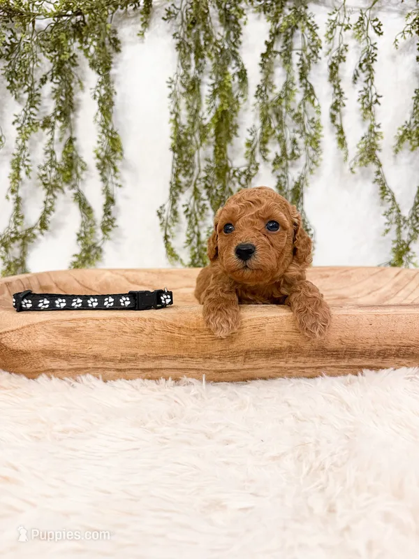 Graham – Poodle - Miniature  puppy for sale in Mobile, AL