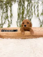 Graham, a male Poodle - Miniature  for sale in Mobile, AL – 4 of 5