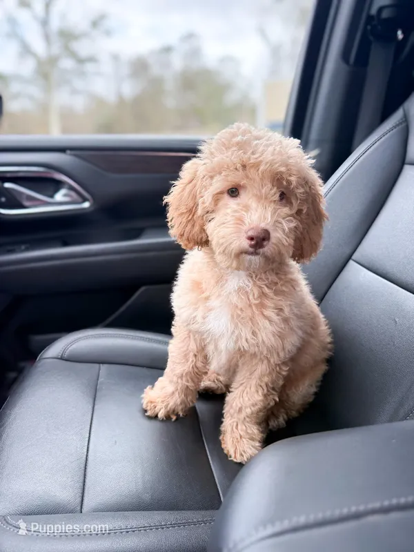 Ollie – Poodle - Miniature , Miniature Goldendoodle puppy for sale in Mobile, AL