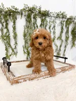Goldie, a female Poodle - Miniature  and Miniature Goldendoodle for sale in Mobile, AL – 2 of 5