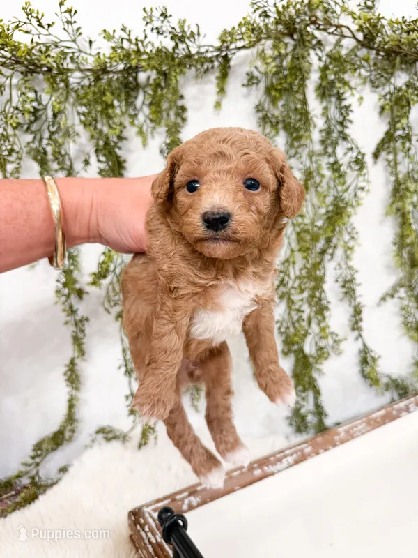 Bear – Poodle - Miniature , Miniature Goldendoodle puppy for sale in Mobile, AL