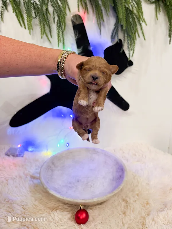 Margo – Shihpoo puppy for sale in Mobile, AL