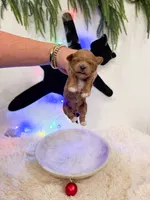 Margo, a female Shihpoo for sale in Mobile, AL – 1 of 1