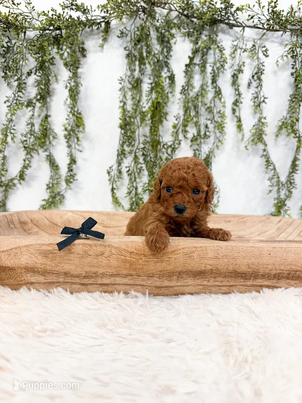 Maple – Poodle - Miniature  puppy for sale in Mobile, AL