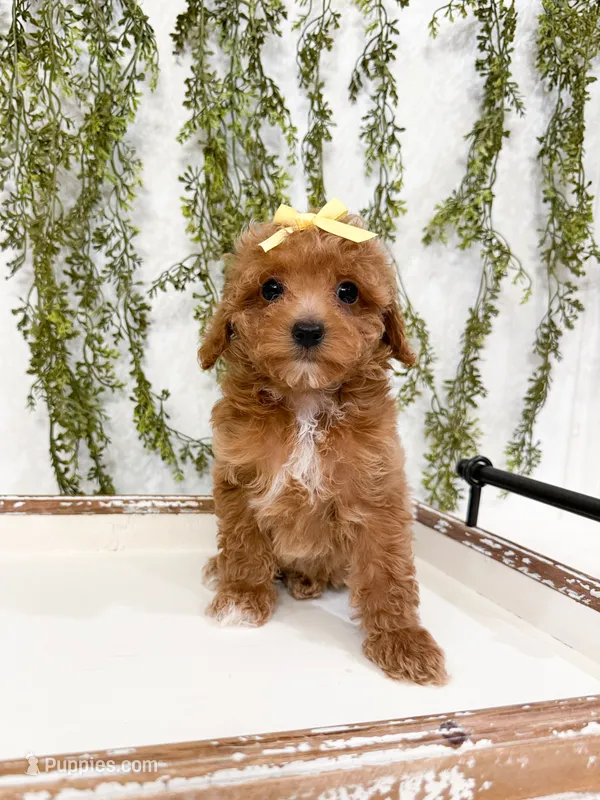 Honey – Cavapoo puppy for sale in Mobile, AL