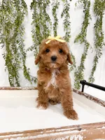 Honey, a female Cavapoo for sale in Mobile, AL – 1 of 5