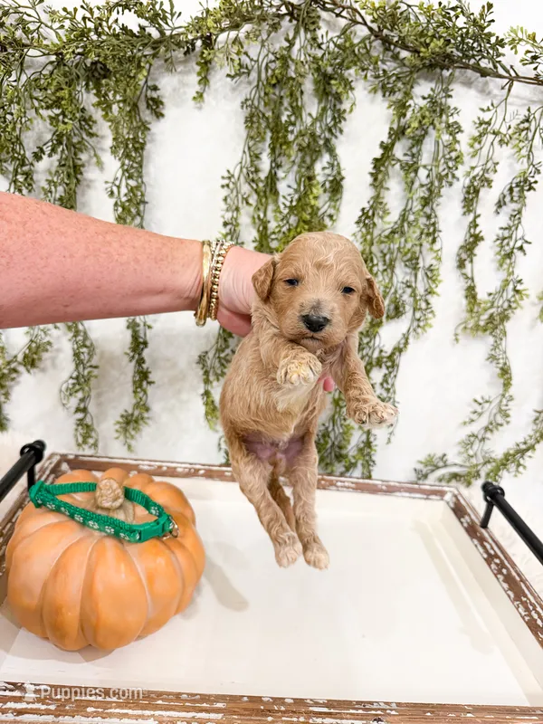 Timber – Goldendoodle puppy for sale in Mobile, AL