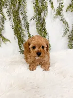 Micro Coast, a male Cavapoo and Poodle - Toy  for sale in Mobile, AL – 2 of 2