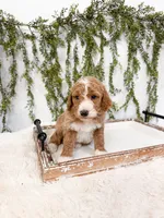 Snowflake, a female Goldendoodle for sale in Mobile, AL – Photo 2 of 3