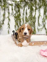 Snowflake, a female Goldendoodle for sale in Mobile, AL – Photo 3 of 3