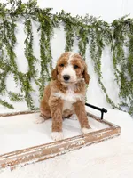Snowflake, a female Goldendoodle for sale in Mobile, AL – Photo 1 of 3