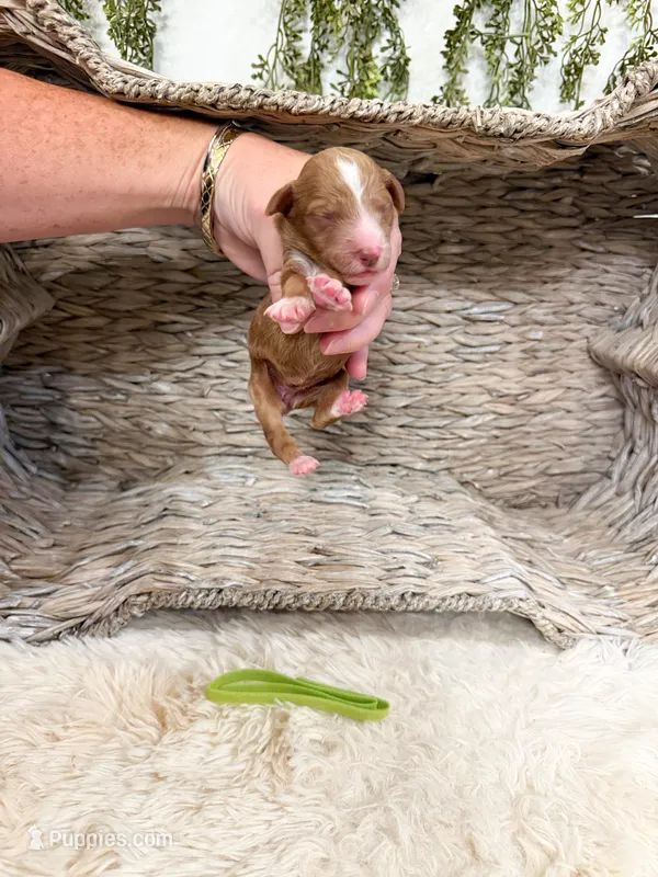 Maple – Goldendoodle puppy for sale in Mobile, AL