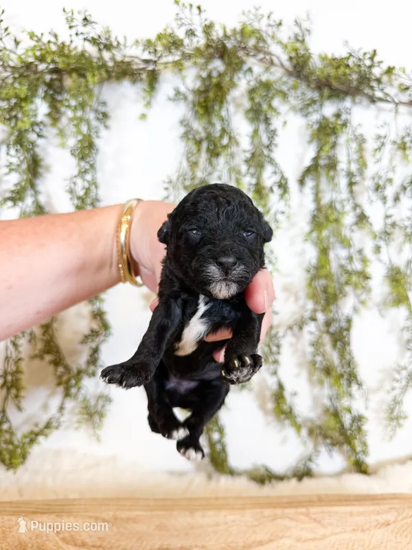 Luna – Poodle - Miniature , Miniature Goldendoodle puppy for sale in Mobile, AL