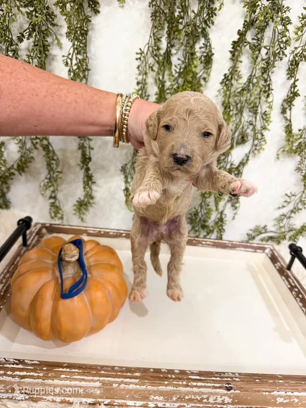 Forrest – Goldendoodle puppy for sale in Mobile, AL