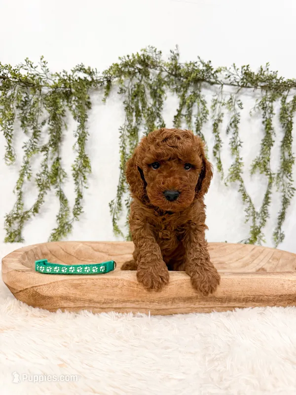 Gooseberry – Poodle - Miniature , Miniature Goldendoodle puppy for sale in Mobile, AL