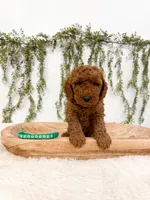 Gooseberry, a male Poodle - Miniature  and Miniature Goldendoodle for sale in Mobile, AL – 3 of 7