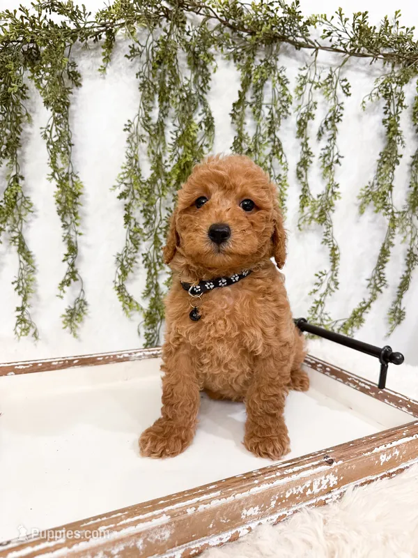Graham – Poodle - Miniature  puppy for sale in Mobile, AL