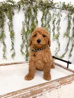 Graham, a male Poodle - Miniature  for sale in Mobile, AL – 1 of 5