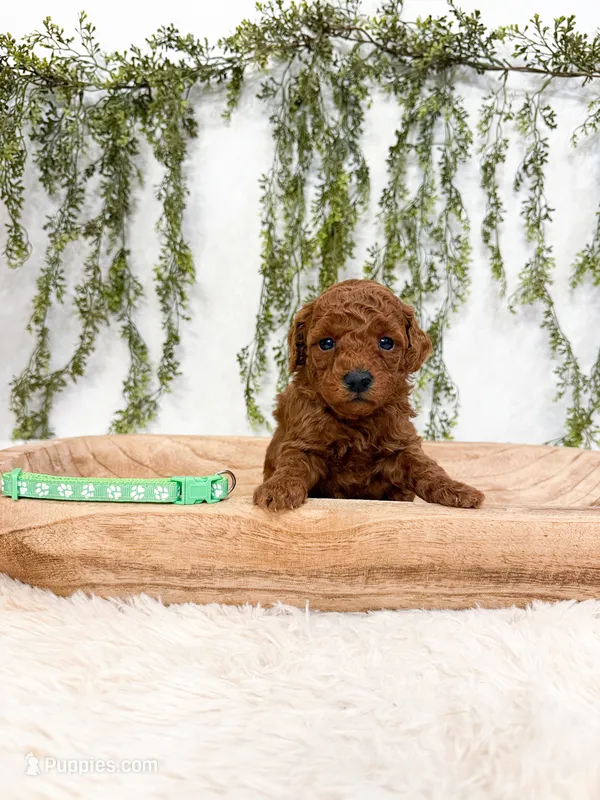 S’mores – Poodle - Miniature  puppy for sale in Mobile, AL