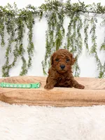 S’mores, a male Poodle - Miniature  for sale in Mobile, AL – 4 of 5
