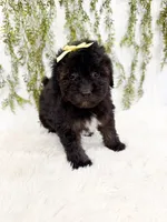 Olive, a female Poodle - Miniature  and Miniature Goldendoodle for sale in Mobile, AL – 2 of 5