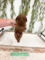 Jack, a male Cavapoo for sale in Mobile, AL – 1 of 1