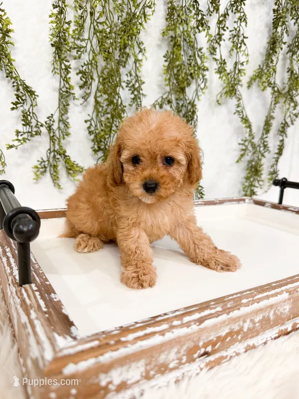 Micro Coast – Cavapoo, Poodle - Toy  puppy for sale in Mobile, AL