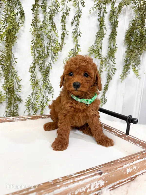 S’mores – Poodle - Miniature  puppy for sale in Mobile, AL