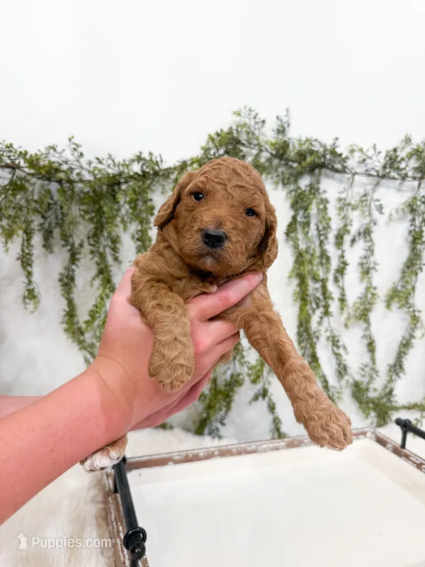 Lucy – Goldendoodle puppy for sale in Mobile, AL