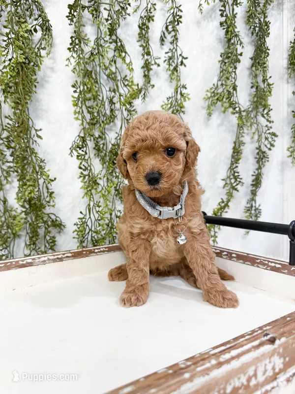 Biscuit – Poodle - Miniature  puppy for sale in Mobile, AL