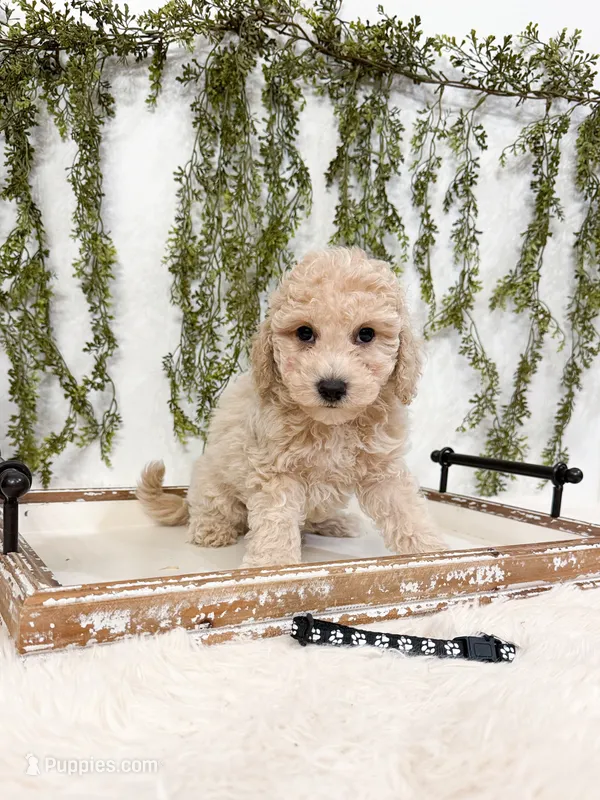 Coconut  – Poodle - Miniature , Miniature Goldendoodle puppy for sale in Mobile, AL