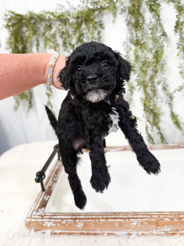 Luna – Poodle - Miniature , Miniature Goldendoodle puppy for sale in Mobile, AL