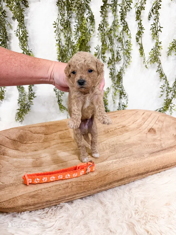 Waffles – Poodle - Miniature  puppy for sale in Mobile, AL