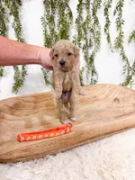 Waffles, a male Poodle - Miniature  for sale in Mobile, AL – 1 of 1