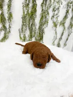 Gooseberry, a male Poodle - Miniature  and Miniature Goldendoodle for sale in Mobile, AL – 2 of 2