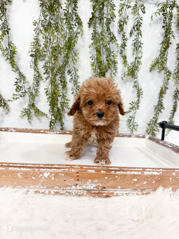 Theo – Cavapoo puppy for sale in Mobile, AL