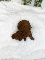 Blueberry , a female Poodle - Miniature  and Miniature Goldendoodle for sale in Mobile, AL – 2 of 2