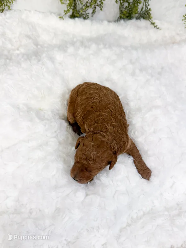 Elderberry – Poodle - Miniature , Miniature Goldendoodle puppy for sale in Mobile, AL