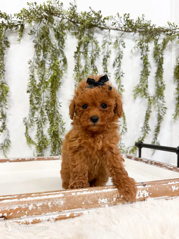 Maple – Poodle - Miniature  puppy for sale in Mobile, AL