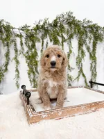 Snow, a female Goldendoodle for sale in Mobile, AL – Photo 2 of 3